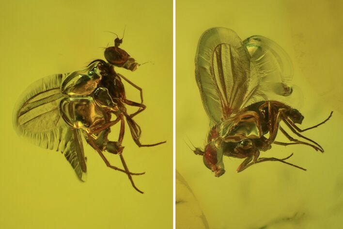 Several Fossil Flies (Diptera) In Baltic Amber #93854